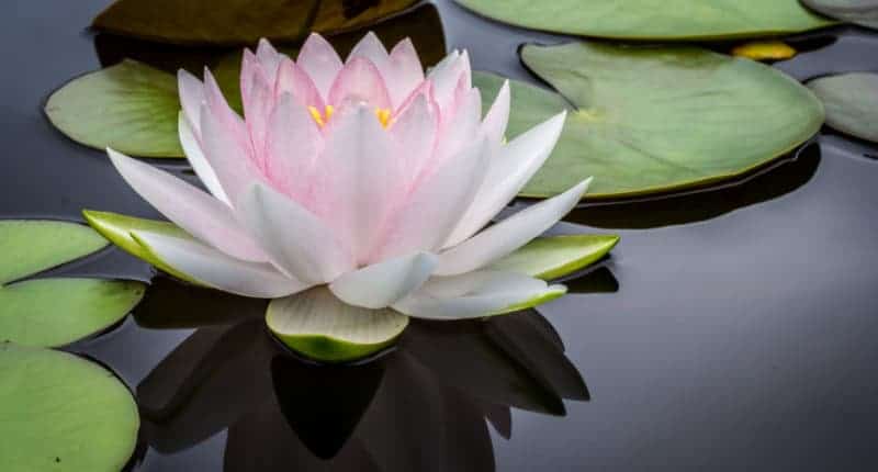 Gregory Institute – Spirituality Gregory Institute - Spirituality